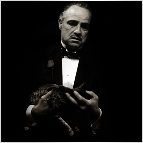 Brando LTMSplash